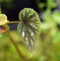 Begonia grandis ssp.holostyla 'Silver Spotted'