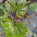 Begonia pedatifida 'Nervures Rouges' 