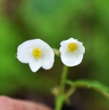 Begonia sinensis 'Shanxi White'