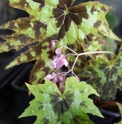 Begonia taliensis