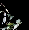 Berchemia racemosa 'Shirayuki'