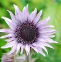 Berkheya purpurea