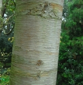 Betula costata