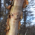 Betula CMBJP1948