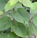 Betula maximowicziana