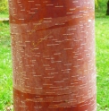 Betula albosinensis 'Pink Champagne'