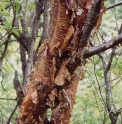 Betula utilis 'Mt. Luoji'