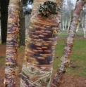 Betula ermanii 'Mount Zao Purple'