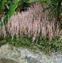 Bistorta vaccinifolia