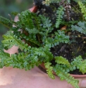Blechnum penna-marina 'Cristata'