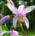 Bletilla 'Kate' ('Yokohama Kate')