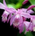 Bletilla striata