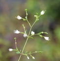 Boenninghausenia albiflora