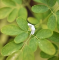 Boenninghausenia japonica