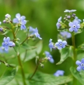 Brunnera sibirica    