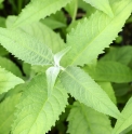 Buddleja albiflora CH4836