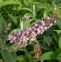 Buddleja stenostachya