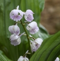 Calanthe aristulifera