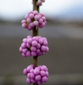 Callicarpa 'Bonbon rose'