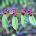 Callicarpa dichotoma