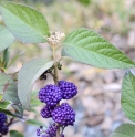 Callicarpa sp. Japon