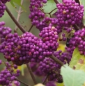 Callicarpa japonica 'Heavy Berry'