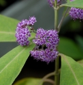 Callicarpa longissima CH2128