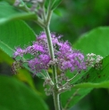 Callicarpa sp.ACVG5723 