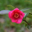 Camellia sasanqua 'Hiryu'