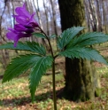 Cardamine glanduligera