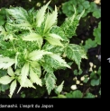 Cardiandra alternifolia 'Shiro Hakikomi Fu'