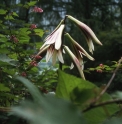 Cardiocrinum giganteum