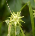 Carex grayi