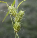 Carex lupulina