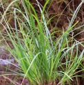 Carex lenta 'Osaka'