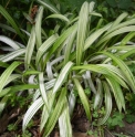 Carex siderosticha ‘Shiro’