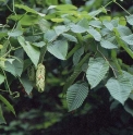 Carpinus cordata CBKR1374