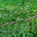 Carpinus laxiflora 