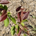 Carpinus polyneura