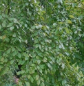 Carpinus turczaninowii