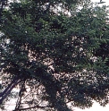 Celtis yunnanensis