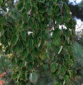 Cercidiphyllum japonicum 'Pendulum' 