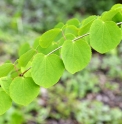 Cercidiphyllum japonicum 'Krukenberg Dwarf'