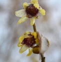 Chimonanthus praecox