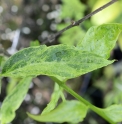 Chimonanthus praecox 'Variegata'