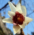Chimonanthus yunnanensis