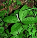 Chloranthus japonicus