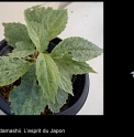 Chloranthus serratus 'Splash'