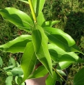 Cinnamomum insularimontanum