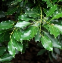Cinnamomum japonicum CMBJP1764